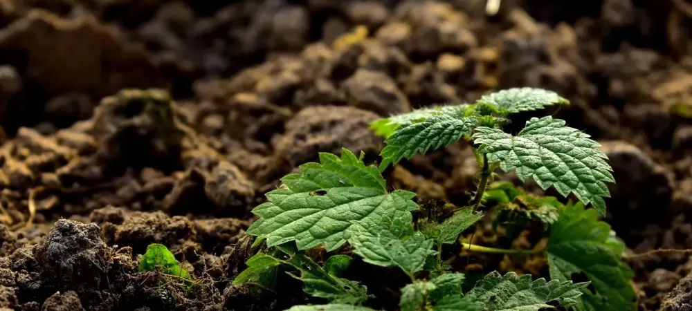 a plant growing in soil